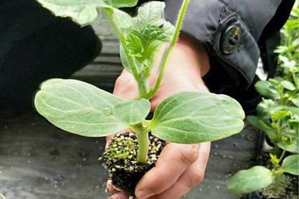 廠區(qū)環(huán)境的綠化要點(diǎn)！